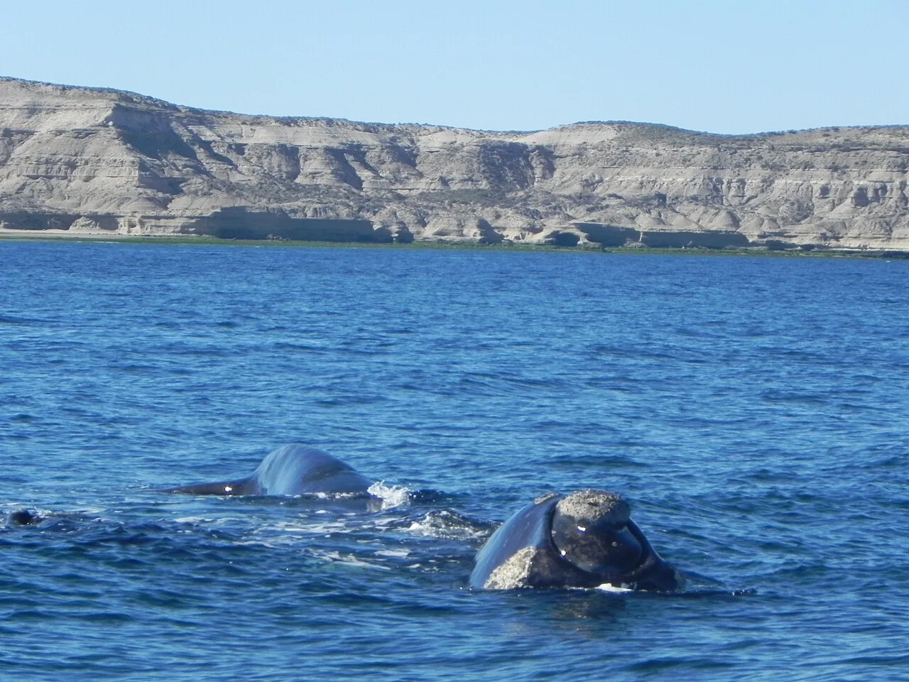 حوتٌ صائب جنوبي يستريح قرب سواحل شبه جزيرة فالديس في تشوبوت